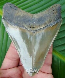 Megalodon Shark Tooth 4 & 1/8 in. MUSEUM GRADE REAL NO RESTORATIONS