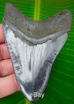 Megalodon Shark Tooth 4 & 1/8 in. REAL FOSSIL SERRATED NO RESTORATIONS