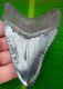Megalodon Shark Tooth 4 & 1/8 In. Real Fossil Serrated No Restorations