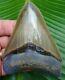 Megalodon Shark Tooth 4 & 1/8 In. Real Fossil Top 1% No Restorations