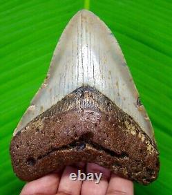 Megalodon Shark Tooth 4.20 Inches Authentic Fossil No Restoration