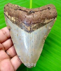 Megalodon Shark Tooth 4.20 Inches Authentic Fossil No Restoration