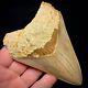Megalodon Shark Tooth 4.20 Real Unrestored Indonesian Fossil