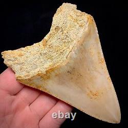 Megalodon Shark Tooth 4.20 Real Unrestored Indonesian Fossil