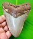 Megalodon Shark Tooth 4.20- Shark Teeth Authentic Fossil Megladone