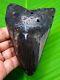 Megalodon Shark Tooth 4.21 Inches Stunning Polished Blade Not Replica