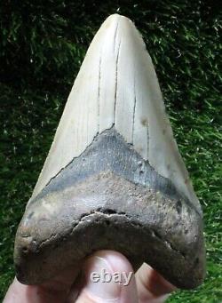 Megalodon Shark Tooth 4.22 Extinct Fossil Authentic NOT RESTORED (WT4-402)