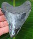 Megalodon Shark Tooth 4.22 In. Real Fossil Serrated No Restorations