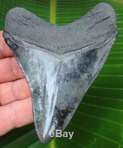Megalodon Shark Tooth 4.22 in. REAL FOSSIL SERRATED NO RESTORATIONS
