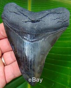 Megalodon Shark Tooth 4.22 in. REAL FOSSIL SERRATED NO RESTORATIONS