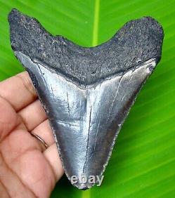 Megalodon Shark Tooth 4.23 Inches Real Fossil No Restoration