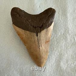 Megalodon Shark Tooth 4.23 inch Fossil NC #44A with SERRATIONS PERFECT CONDITON Megalodon Shark Tooth 4.23 inch Fossil NC #44A with SERRATIONS PERFECT CONDITON