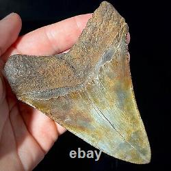 Megalodon Shark Tooth 4.23 real fossil shark teeth unrestored natural