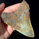 Megalodon Shark Tooth 4.23 Real Fossil Shark Teeth Unrestored Natural