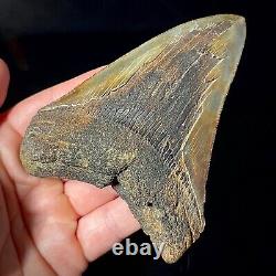 Megalodon Shark Tooth 4.23 real fossil shark teeth unrestored natural