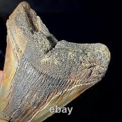 Megalodon Shark Tooth 4.23 real fossil shark teeth unrestored natural