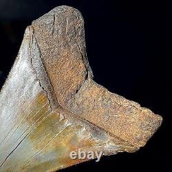 Megalodon Shark Tooth 4.23 real fossil shark teeth unrestored natural