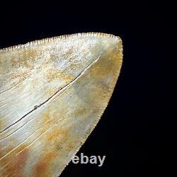 Megalodon Shark Tooth 4.23 real fossil shark teeth unrestored natural