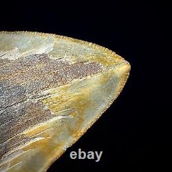 Megalodon Shark Tooth 4.23 real fossil shark teeth unrestored natural