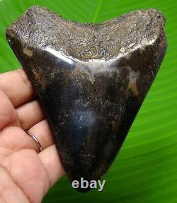 Megalodon Shark Tooth 4.25 100% Real Fossil No Restoration