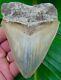 Megalodon Shark Tooth 4.25 Ultra Rare South East Asia No Restorations