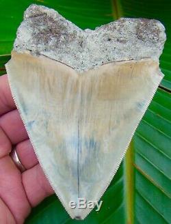 Megalodon Shark Tooth 4.25 ULTRA RARE SOUTH EAST ASIA NO RESTORATIONS