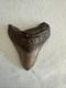 Megalodon Shark Tooth 4.25 Inch Fossil Nc #22a