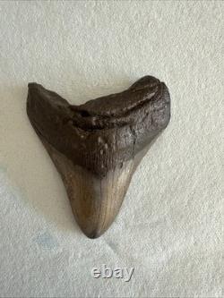 Megalodon Shark Tooth 4.25 inch Fossil NC #22A