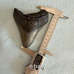 Megalodon Shark Tooth 4.25 inch Fossil NC #22A