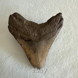 Megalodon Shark Tooth 4.25 inch Fossil NC #22A