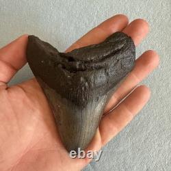 Megalodon Shark Tooth 4.25 inch Fossil NC #22A
