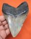 Megalodon Shark Tooth 4.27 Real Fossil Shark Teeth Natural No Repairs