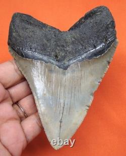 Megalodon Shark Tooth 4.27 Real Fossil Shark Teeth Natural No Repairs