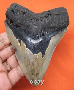 Megalodon Shark Tooth 4.27 Real Fossil Shark Teeth Natural No Repairs
