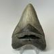 Megalodon Shark Tooth 4.28 Inch Real Amazing Fossil Authentic Rare 20332