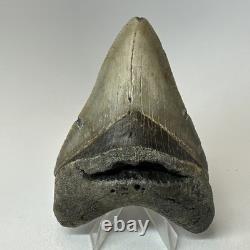 Megalodon Shark Tooth 4.28 Inch Real Amazing Fossil Authentic Rare 20332