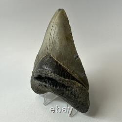 Megalodon Shark Tooth 4.28 Inch Real Amazing Fossil Authentic Rare 20332