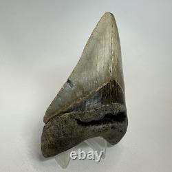 Megalodon Shark Tooth 4.28 Inch Real Amazing Fossil Authentic Rare 20332