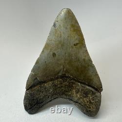 Megalodon Shark Tooth 4.28 Inch Real Amazing Fossil Authentic Rare 20332