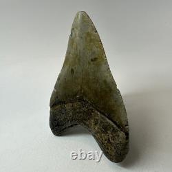 Megalodon Shark Tooth 4.28 Inch Real Amazing Fossil Authentic Rare 20332