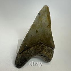 Megalodon Shark Tooth 4.28 Inch Real Amazing Fossil Authentic Rare 20332
