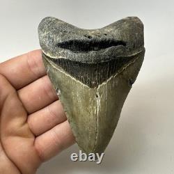 Megalodon Shark Tooth 4.28 Inch Real Amazing Fossil Authentic Rare 20332