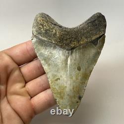Megalodon Shark Tooth 4.28 Inch Real Amazing Fossil Authentic Rare 20332