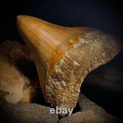 Megalodon Shark Tooth 4.28 Real Unrestored Indonesian Fossil