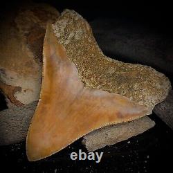 Megalodon Shark Tooth 4.28 Real Unrestored Indonesian Fossil