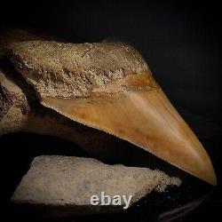 Megalodon Shark Tooth 4.28 Real Unrestored Indonesian Fossil