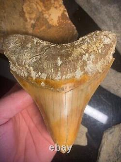 Megalodon Shark Tooth 4.28 Real Unrestored Indonesian Fossil