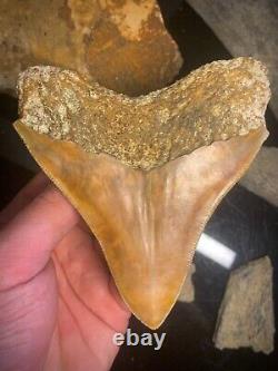 Megalodon Shark Tooth 4.28 Real Unrestored Indonesian Fossil