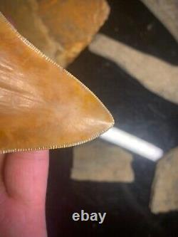 Megalodon Shark Tooth 4.28 Real Unrestored Indonesian Fossil