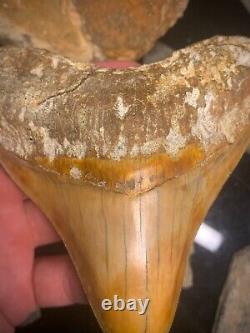 Megalodon Shark Tooth 4.28 Real Unrestored Indonesian Fossil